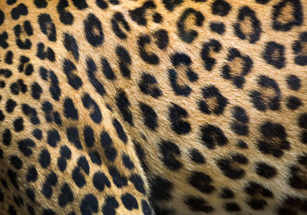 istock Colorful patterns of leopard skin. 1153568471