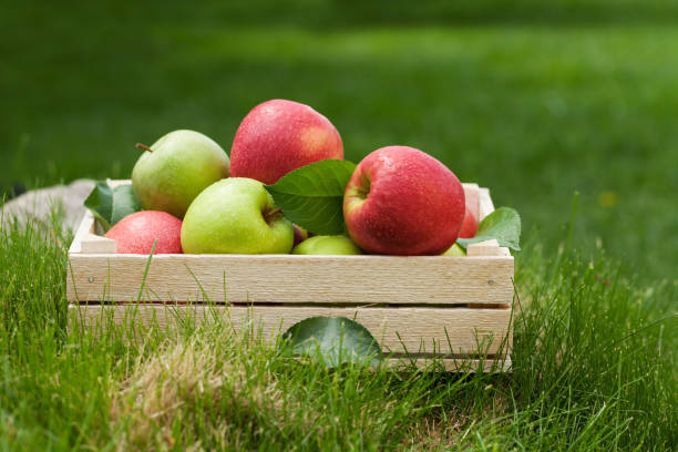 istock Fresh garden green and red apples in box 1153568554