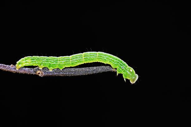 istock Green Caterpillar crawling on brown branch. 1153568603
