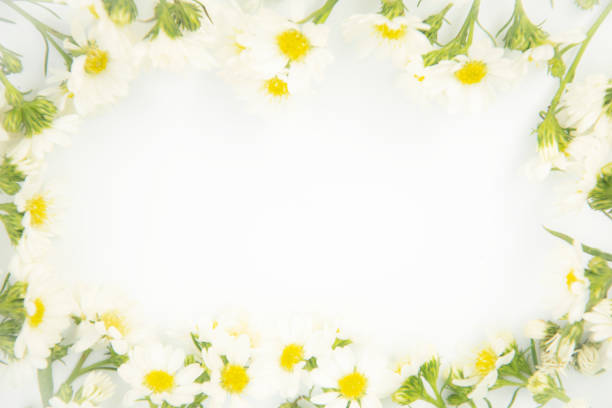 istock Flowers composition. Border made of daisy white flowers. Flat lay, top view 1153570593