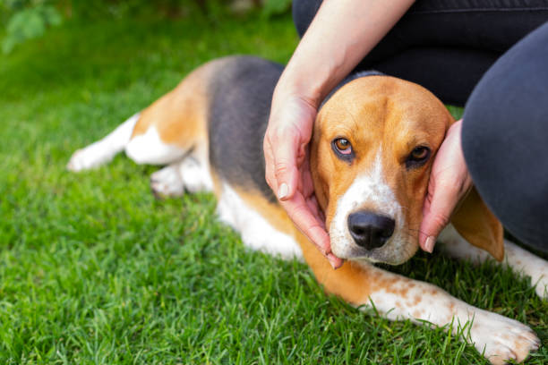 istock Beagle and owner outdoor 1153570753