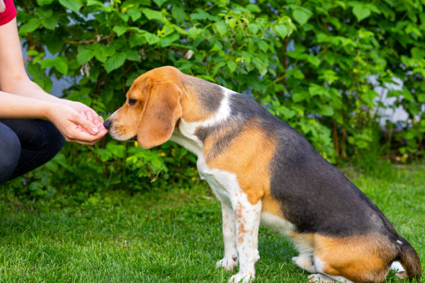 istock Beagle and owner outdoor 1153570810