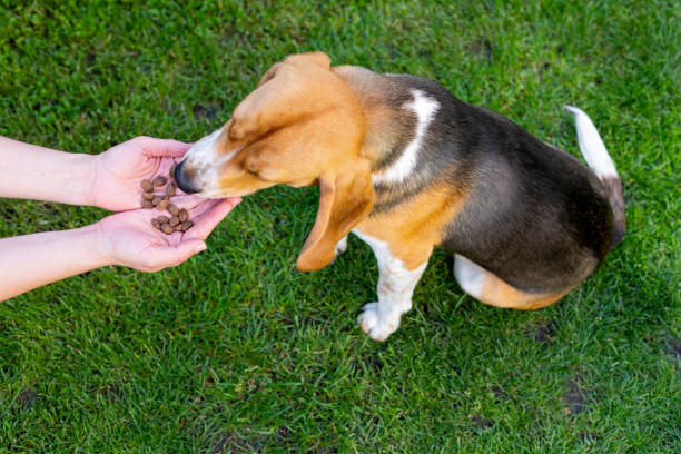istock Beagle and owner outdoor 1153570851