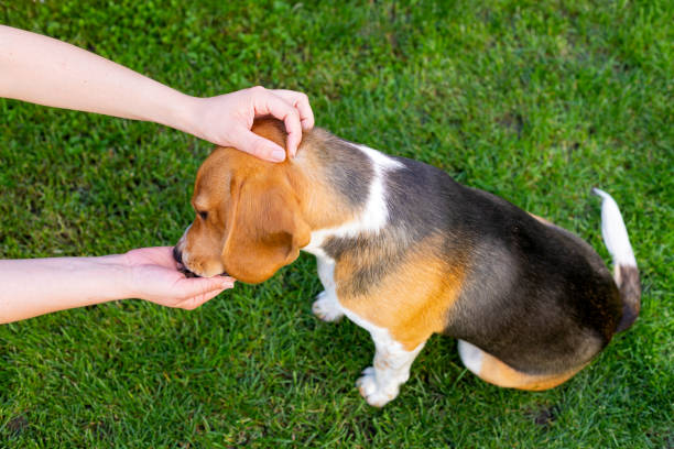 istock Beagle and owner outdoor 1153570887