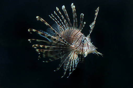 Danio fish. Aquarium macro closeup background.