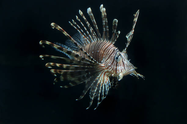 Image of poisonous lionfish swimming in in tropical marine aquarium fish tank against black background, brown and white butterfly cod fish / zebrafish / firefish with venomous fins tipped with poison, Pterois radiata native Caribbean / Mediterranean Sea Stock photo showing poisonous red lionfish in marine aquarium against a black background tropical salt water fish tank with sealife at aquatic pet shop, brown and white butterfly cod fish / zebrafish / firefish with venomous fins tipped with poison, Pterois radiata native Caribbean / Mediterranean Sea pterois radiata stock pictures, royalty-free photos & images