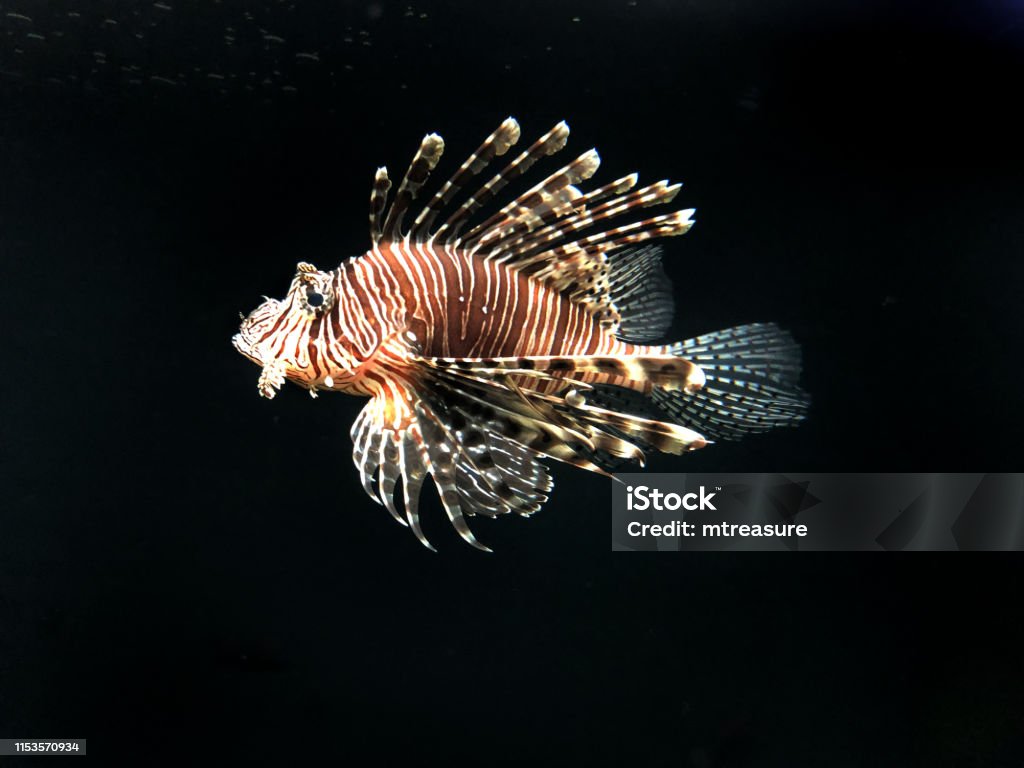 Image of poisonous lionfish swimming in in tropical marine aquarium fish tank against black background, brown and white butterfly cod fish / zebrafish / firefish with venomous fins tipped with poison, Pterois radiata native Caribbean / Mediterranean Sea Stock photo showing poisonous red lionfish in marine aquarium against a black background tropical salt water fish tank with sealife at aquatic pet shop, brown and white butterfly cod fish / zebrafish / firefish with venomous fins tipped with poison, Pterois radiata native Caribbean / Mediterranean Sea Devil Firefish Stock Photo