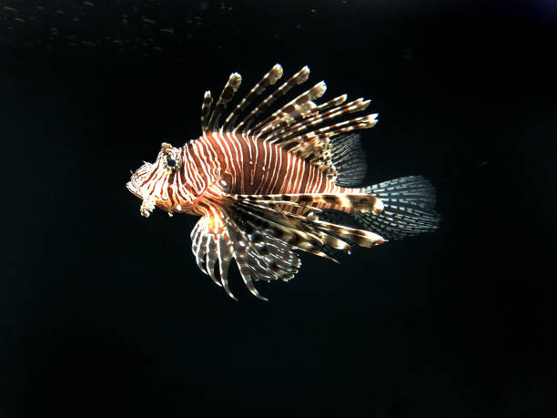 Image of poisonous lionfish swimming in in tropical marine aquarium fish tank against black background, brown and white butterfly cod fish / zebrafish / firefish with venomous fins tipped with poison, Pterois radiata native Caribbean / Mediterranean Sea Stock photo showing poisonous red lionfish in marine aquarium against a black background tropical salt water fish tank with sealife at aquatic pet shop, brown and white butterfly cod fish / zebrafish / firefish with venomous fins tipped with poison, Pterois radiata native Caribbean / Mediterranean Sea pterois radiata stock pictures, royalty-free photos & images