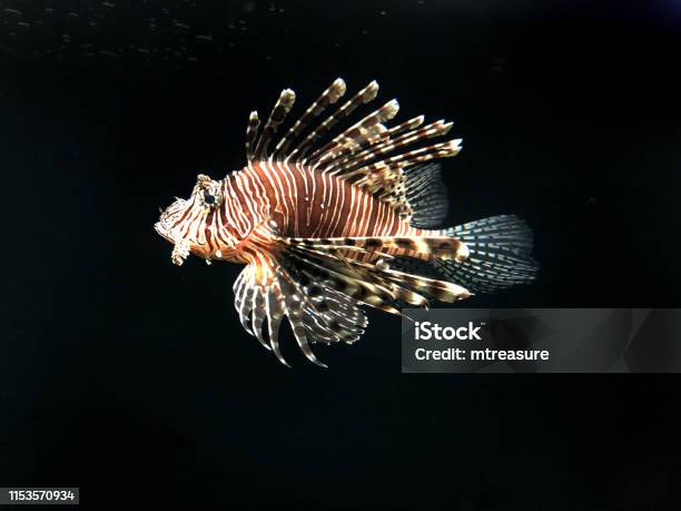 Image Of Poisonous Lionfish Swimming In In Tropical Marine Aquarium Fish Tank Against Black Background Brown And White Butterfly Cod Fish Zebrafish Firefish With Venomous Fins Tipped With Poison Pterois Radiata Native Caribbean Mediterranean Sea Stock Photo - Download Image Now