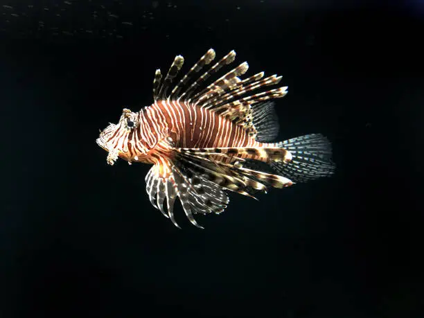Photo of Image of poisonous lionfish swimming in in tropical marine aquarium fish tank against black background, brown and white butterfly cod fish / zebrafish / firefish with venomous fins tipped with poison, Pterois radiata native Caribbean / Mediterranean Sea