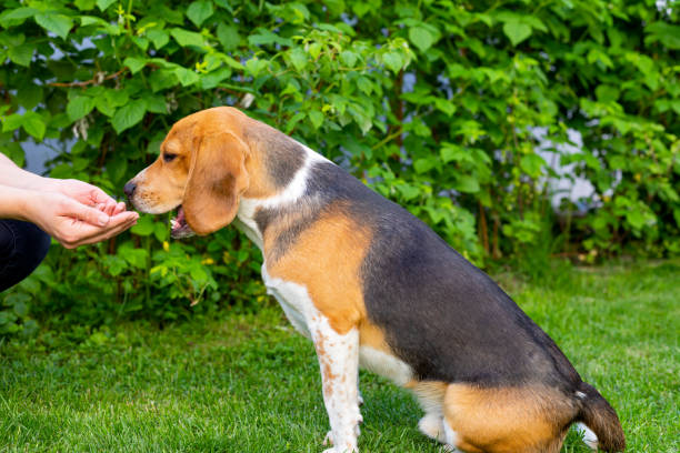 istock Beagle and owner outdoor 1153570940