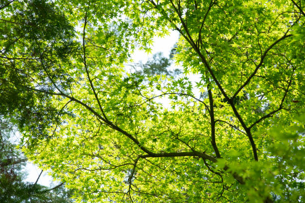 istock Summer Maple Leaves. Green leaves against a bright blue sky. 1153570944