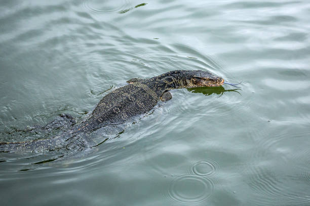 istock Water monitor lizard swimming. 1153570955