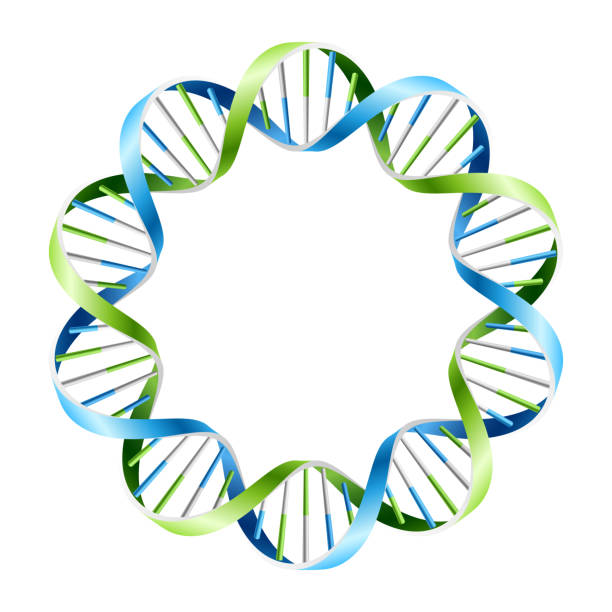 ilustrações, clipart, desenhos animados e ícones de dna strands - dna helix spiral color image