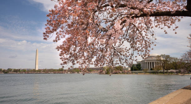 istock Jefferson Memorial and Washington Monument around The Tidal Basin 1153571577