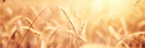istock Sunny golden wheat field 1153571970