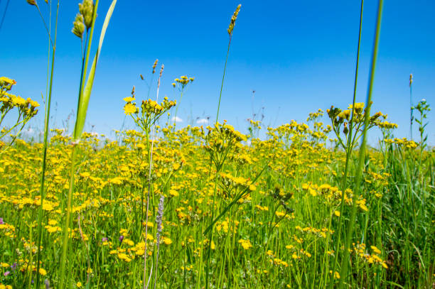 istock Wildflowers on a background of blue sky with clouds 1153572225