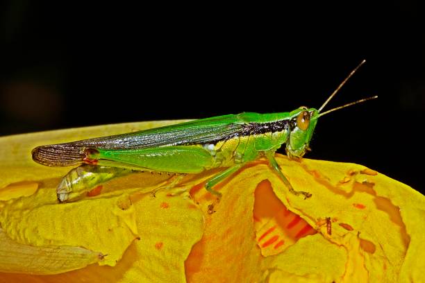 istock Grasshopper on yellow flower. 1153572246