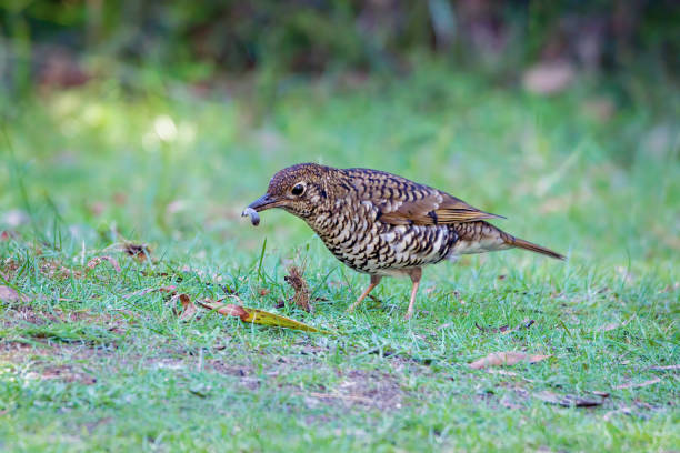 Bassian Thrush  (Zoothera lunulata) Young Olive Tailed (Bassian) Thrush in the forest eating a grub thrush bird stock pictures, royalty-free photos & images