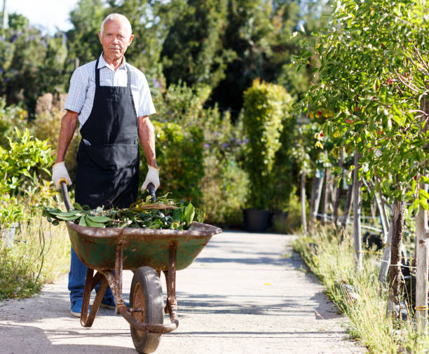 istock Senior man carrying wheelbarrow 1153574392