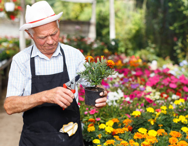 istock Man checking flowers in greenhouse 1153574409