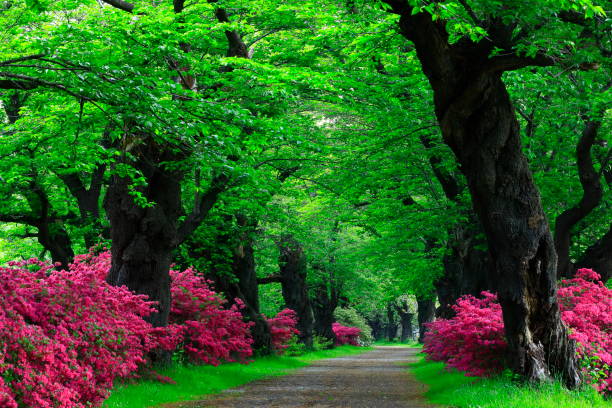 istock Row of fresh cherry blossoms 1153574811