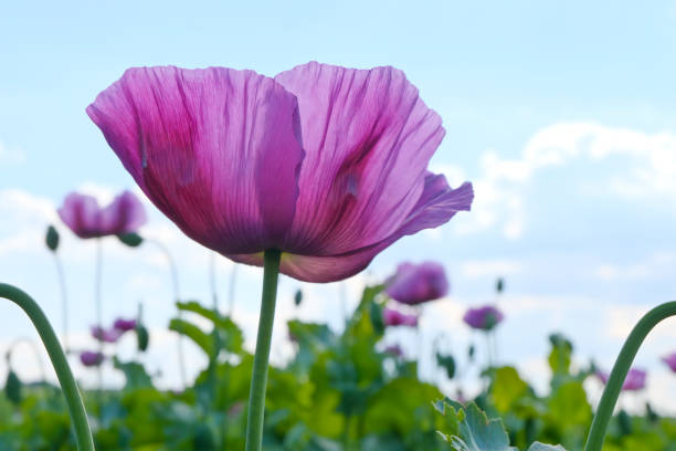 Violett poppy on a field under the bright sunlight