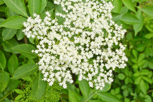 istock Cloese-up of blossoming Elder-Plant / Austria 1153575552