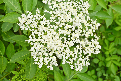 Cloese-up of blossoming Elder-Plant / Austria