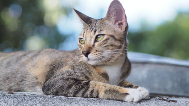 istock close up brown cat with bokeh background 1153576445