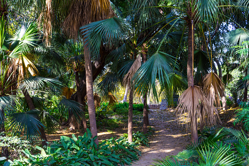 Botanical Gardens, Townsville