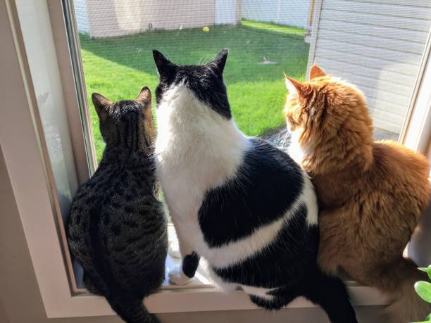 Three cats sitting together on a window sill looking out the window into the backyard.One cat is grey and brown, one cat is black and white, one cat is orange. They are all different colors and sizes