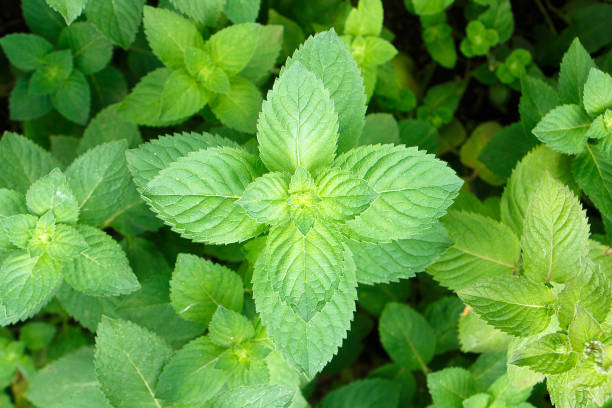 istock Fresh juicy green mint leaves top view 1153580620