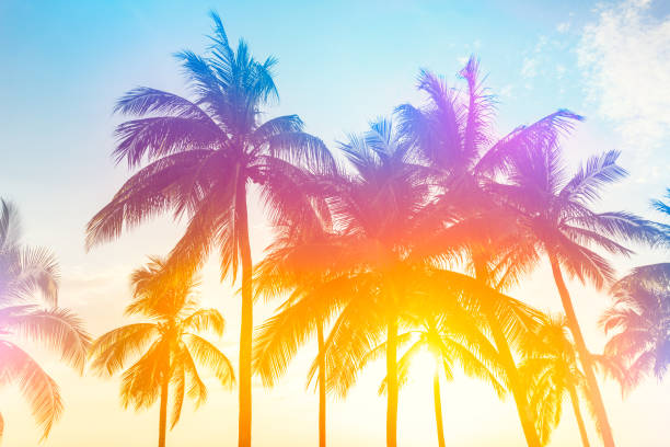 istock Coconut tree at tropical coast,made with Vintage Tones,Warm tones 1153581383
