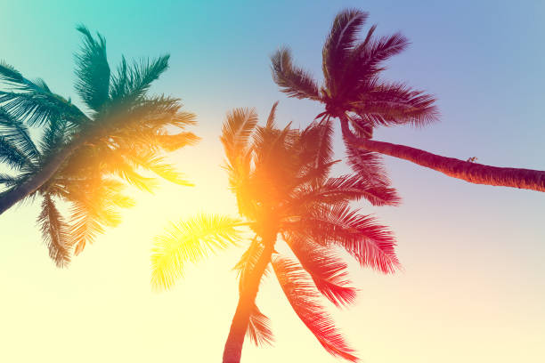 istock coconut tree at tropical coast,made with Vintage Tones,Warm tones 1153581453