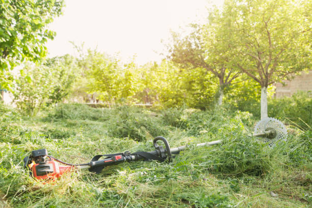 istock Grass trimmer with a grass in the garden. 1153581488