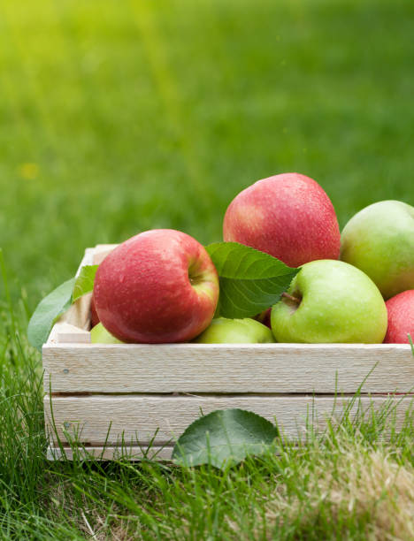 istock Fresh garden green and red apples in box 1153582375