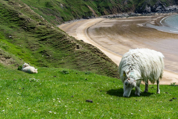 istock Sheep grazing in the pastures and Irish cliffs. 1153582829