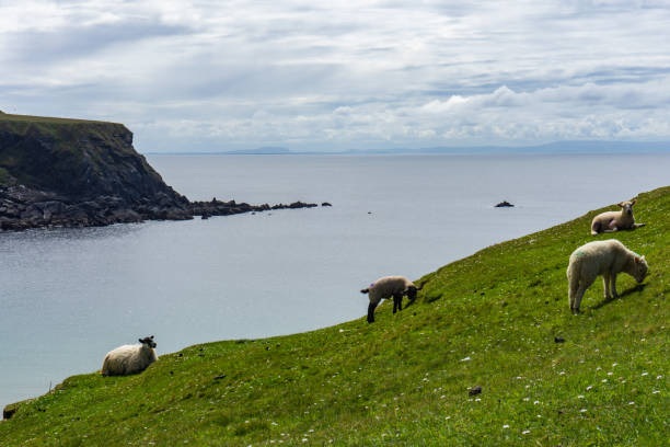 istock Sheep grazing in the pastures and Irish cliffs. 1153582852