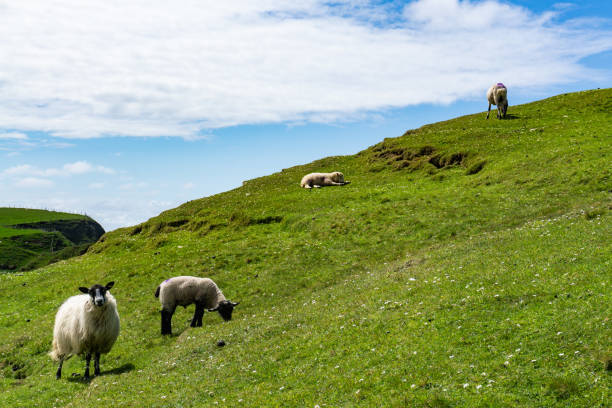 istock Sheep grazing in the pastures and Irish cliffs. 1153582853