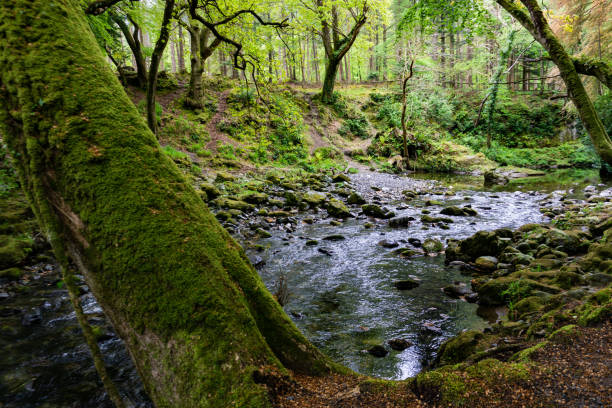 istock trees, lakes and streams in Tollymore Forest Park 1153583098