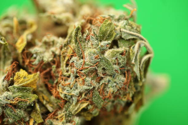 istock dry medical cannabis marijuana hand 1153584240
