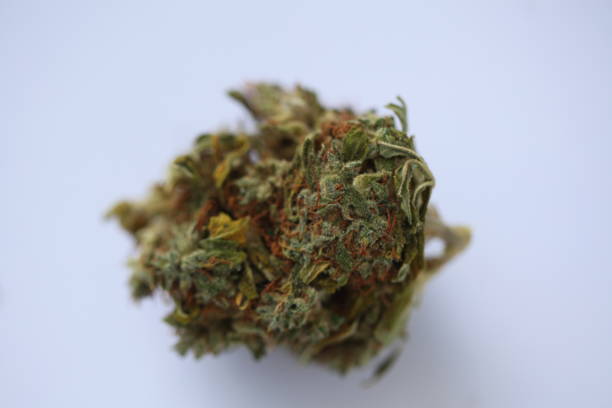 istock dry medical cannabis marijuana hand 1153584271