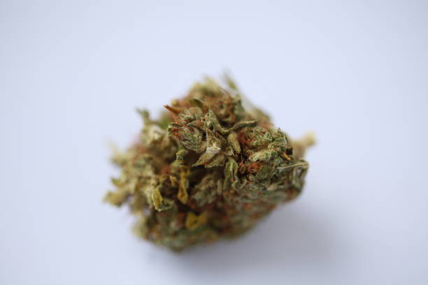 istock dry medical cannabis marijuana hand 1153584782
