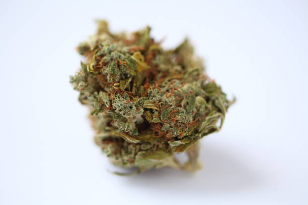 istock dry medical cannabis marijuana hand 1153584798