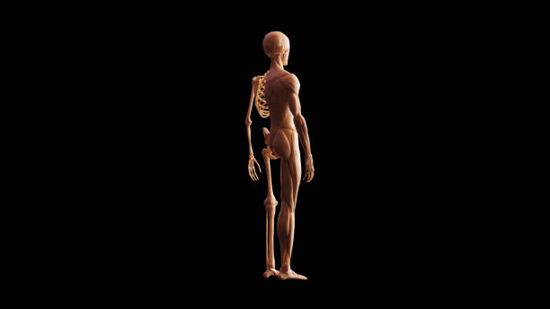 Bone Colored Half Muscle Ecorche and Skeletal System Anatomical Model 3 Quarter Rear Right View Bone Colored Half Muscle Ecorche and Skeletal System Anatomical Model 3 Quarter Rear Right View 3d illustration 3d render flayed stock pictures, royalty-free photos & images