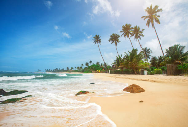 istock panoramic tropical beach with coconut palm 1153586060