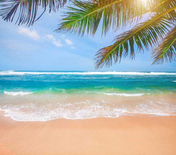 istock tropical beach with coconut palm 1153586079