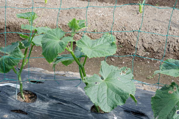 istock cucumber growing in the garden, 1153587667