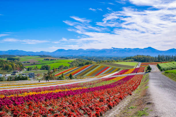 panorama buntes blumenfeld in hokkaido, japan. - biei stadt stock-fotos und bilder